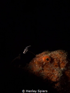 'Fishing in the Dark' by Henley Spiers 